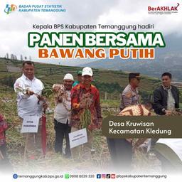 Panen Bersama Bawang Putih